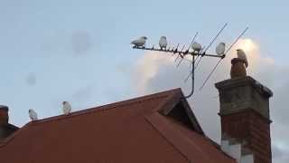 Corellas on the roof next door