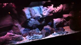 Fronotsa Moba eating green beans Fishtank