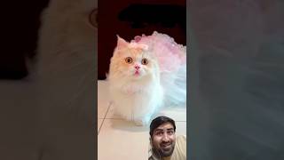 Maine tera name nasha rakhkha #mycutecatabm222 #song #love #lovesong #cat #catlover #cutecat #shots