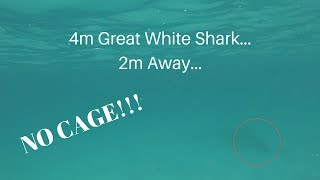 My GREAT WHITE SHARK Encounter! (PART 2): Oz-Log!