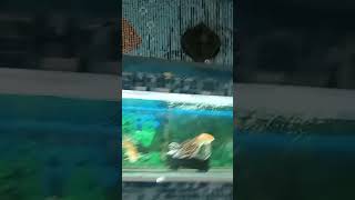 GOLD FISH vs WHITE FISH: EPIC Underwater Showdown! #shortsfeed #trending #shorts #song #travel #zoo