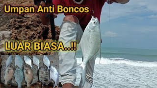 Umpan paling ampuh mancing di laut