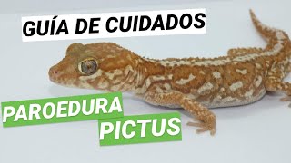 Cuidados PAROEDURA PICTUS 🦎 Gecko Pantera de Madagascar 🌍