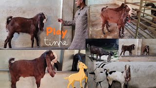 Hyderabadi Goats🐐 2.male available