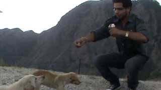 Dog playing | funny | Dhanolti