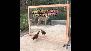 নিজের চেহারা দেখে ভয় #shorts #mirror #dog