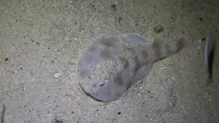 Juvenile Electric Numbfish at Exmouth