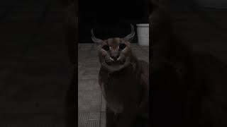 Caracal Gera