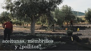 Días de cosecha en el campo - Aceite de Oliva Virgen Extra: El Origen