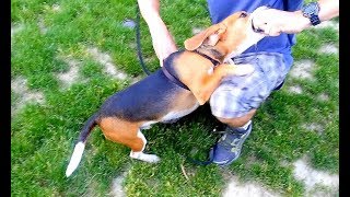 Puppy had an argument with his boss - Not leaving the rubber ball he got