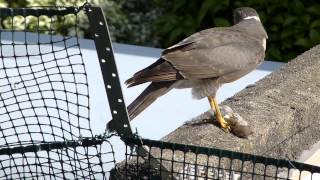 Sparrowhawk feeding on a House Sparrow #3