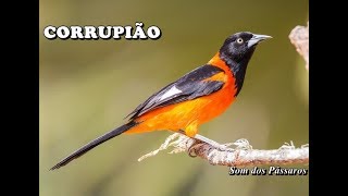 CORRUPIÃO (SOFREU) SOLTO NA NATUREZA