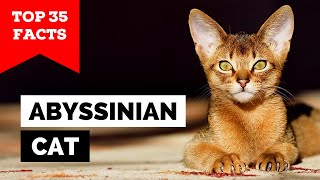 99% of Abyssinian Owners Don't Know This