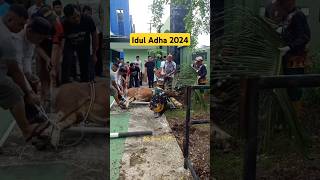 Idul Adha 2024  #shorts