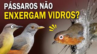 Pássaros NÃO ENXERGAM VIDROS? Ornitólogo Responde #28