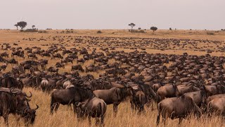 African Wildlife: Stunning Nature Documentary in 4K