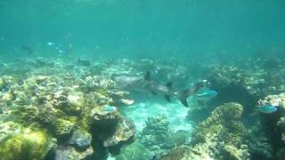 Parrotfish Mass & Shark: Snorkeling Great Barrier Reef.AVI