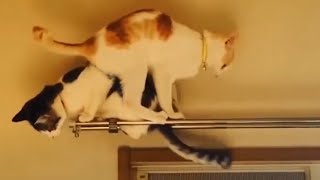 Cats Will Make You LAUGH 😹 Cat Fails Compilation [Funny Pets]