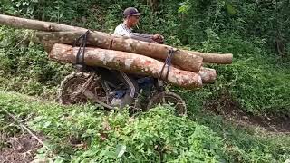 OJEK PALANG ANGKUT KAYU LOG DENGAN SEPEDA MOTOR DARI PUNCAK GUNUNG