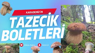 Karadeniz in Tazecik Boletleri