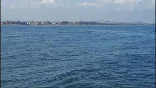 Dolphins at Newcastle harbour