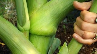 Kebun Ashitaba Jalan ke Ashitameru Penuh Sensasi