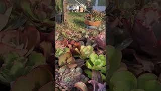 Cuidados com as Suculentas #suculentasdacreusa #shortvideo #suculentas #suculentasbrasil #plantas