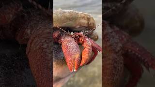 The Biggest Hermit Crab I’ve Ever Seen! #shorts #animals #ocean #nature #trending #outdoors #viral