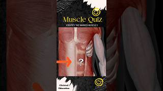 99% People can't answer this question|| anatomy quiz ||anatomy quiz muscles | #musclesquiz #3dquiz