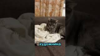 Художник Киса🤣#shorts #рекомендации #cat #кот #юмор