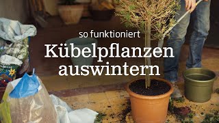 Auswintern von Kübelpflanzen