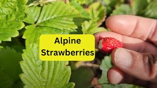 Alpine Strawberries