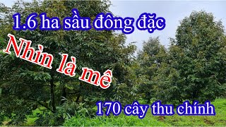 (Đã bán))1.6 ha sầu riêng đông đặc 170 cây thu chính gần trung tâm xã đg đi thuận tiện lh:0977083943