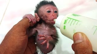 newborn baby monkey Learn walk+milk full of love...