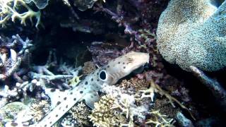 Epaulette Shark Bumps Into Coral Snorkelling Great Barrier