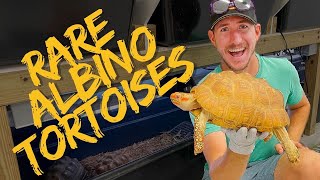 RARE Tortoise Collection In Florida! | Primitive Predators