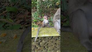 Cute baby monkey in Monkey forest Ubud Bali Indonesia 🇮🇩