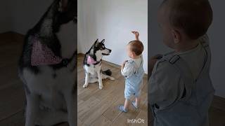 3 Months Of Friendship With Alaskan Malamute 🥹🩷💙 #cute #baby #funny #dog #short #subscribe #friends