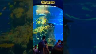 Inside S.E.A Aquarium #singapore #seaaquarium #instagram #youtubeshorts #sea #shorts #shot #explore