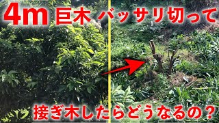 【3年をかけた実験一気見】手がつけられない巨木をバッサリ切って接ぎ木すると...