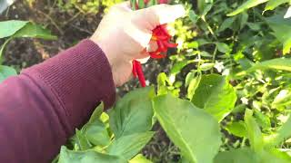 #harvest the # cayenne #peppers with me #gardener #gardening #