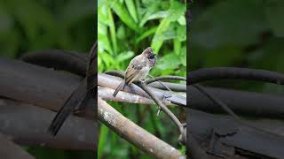 After Breakup #breakup #birds #birdsvideo