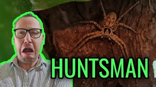 HUNTSMAN SPIDER bonkers enclosure - Heteropoda venatoria