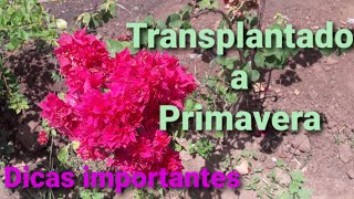 BOUGAINVILLEA DOBRADA PINK Transpondo a planta para outro lugar- Parte I