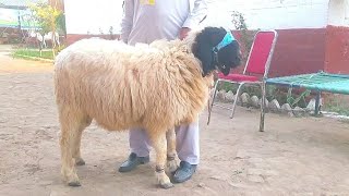 Characteristics of khadali sheep