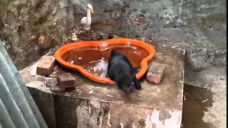 Puppy in small pond