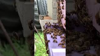 Bees in slow motion are not very graceful landers. #bee #beeswax #honey #beehive #beehoney