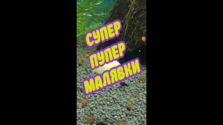 СУПЕР-ПУПЕР МАЛЯВКИ