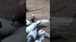 #subscribe #pigeon #pigeonloves #bird #birds #pingeon #birdspecies #love #itspigeonlover #pigeonbird