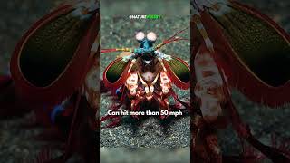 Mantis Shrimp Powerful Punch Breaks Crab Shells